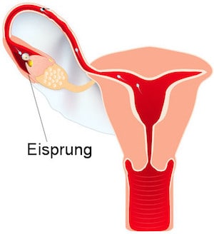 Eisprung und Himbeerblättertee